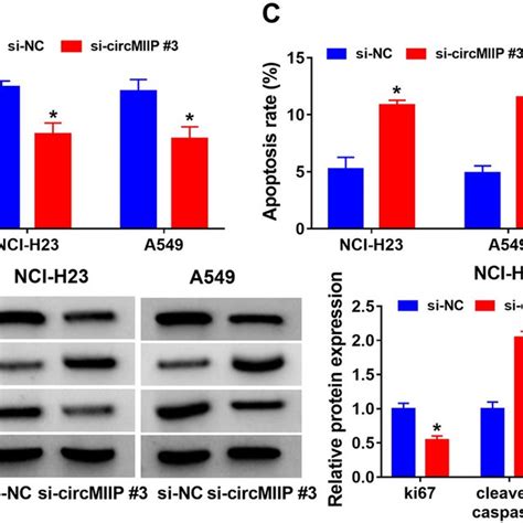 Circmiip Knockdown Suppresses Nsclc Cell Growth Migration And