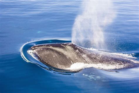 Bowhead Whale Facts