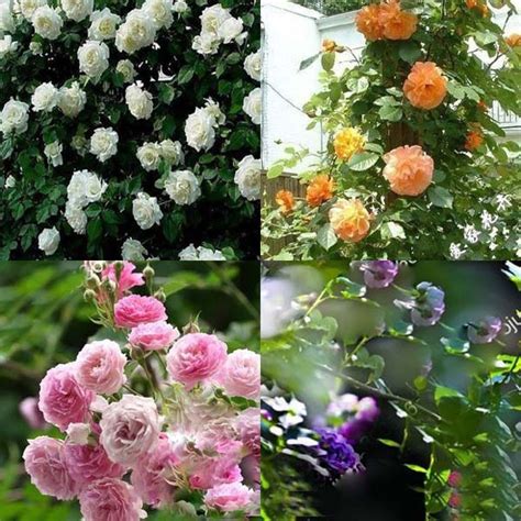 Rock Climbing Board: Best Fragrant Climbing Roses