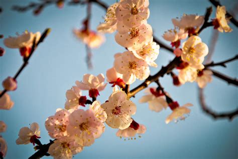 Apricot flowers. by AnnaEsp on DeviantArt