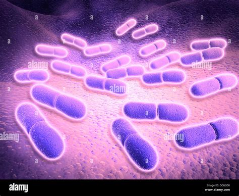 Listeria Monocytogenes Gram Stain : Arcanobacterium pyogenes - Rafe Bains