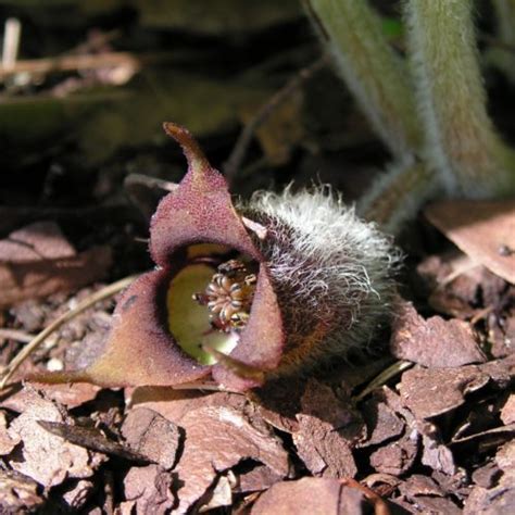 Asarum canadense ARBORATOR Usługi Ogrodnicze Paweł Kaźmierski