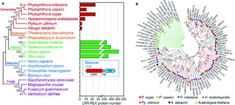 Lrr Rlks Are Independently Evolved In Oomycetes A Comparison Of