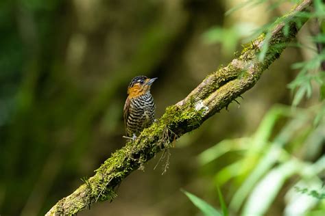 Foto Picapauzinho De Coleira Picumnus Temminckii Por Harisson Luiz