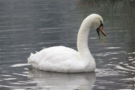 H Ckerschwan Cygnus Olor H Ckerschwan Cygnus Olor Flickr