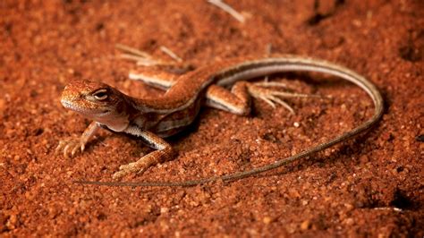 The tjakalpa, kartiwarrui, ibiri and tuniluki sand dragon lizards are ...