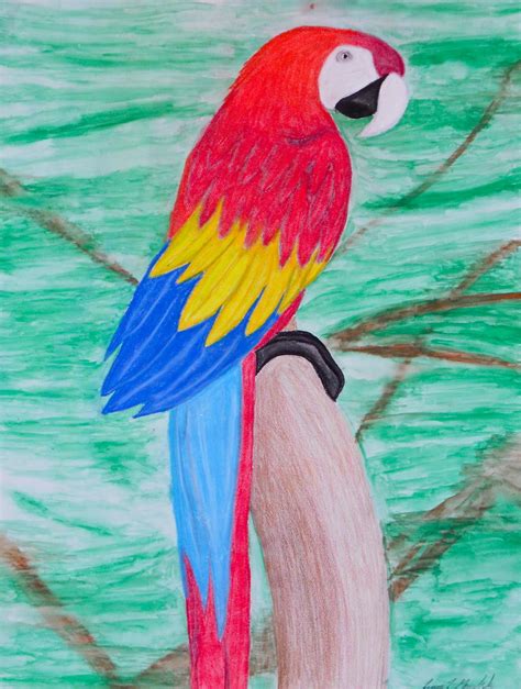 Scarlet Macaw Drawing At Getdrawings Free Download