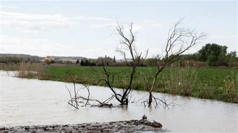 Crecida del Ebro así va la riada en la Ribera Baja Noticias de