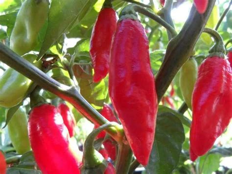 Trinidad Pimento Peppers Seeds Capsicum Chinense Seasoning Pepper