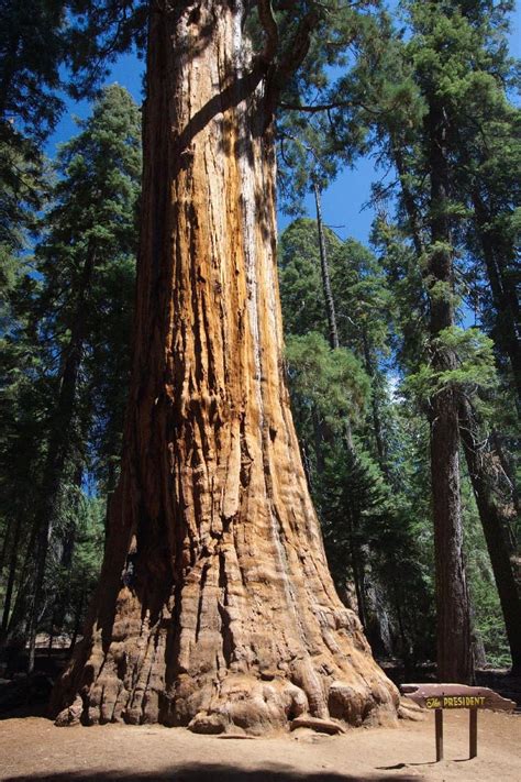 The 5 Oldest Trees in California