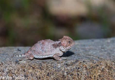 Greater Short Horned Lizard Phrynosoma Hernandesi Flickr