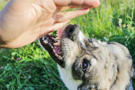 Mordeduras de los perros Mitos y Realidades Mi Vete En Línea