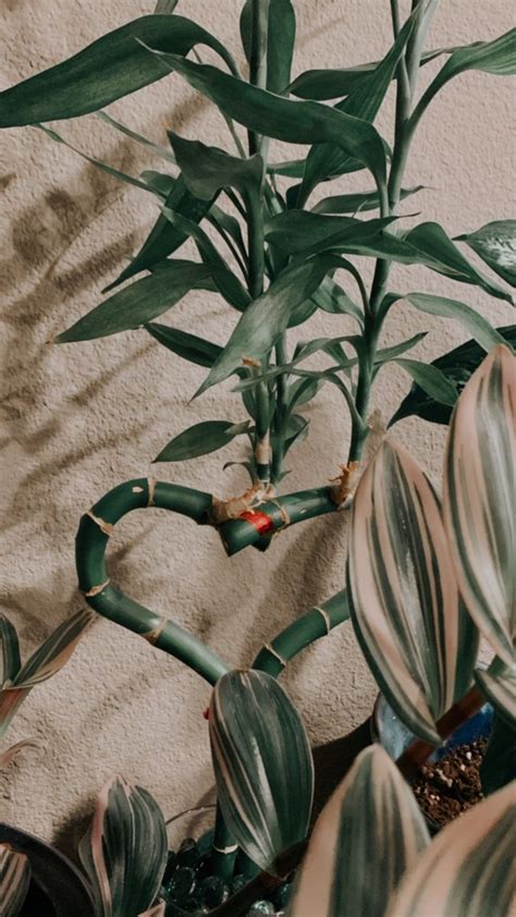 Some Green Plants Are Growing On The Wall