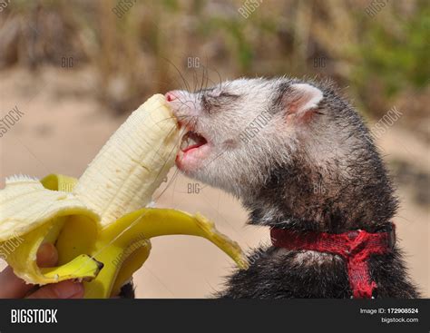 Funny Ferrets Eating Image & Photo (Free Trial) | Bigstock