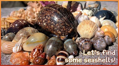 Finding Seashells At Dawn Low Tide Cowries Virtual Shelling Youtube