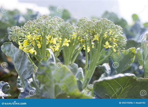 Broccoli flower stock photo. Image of young, flower, healthy - 49219396