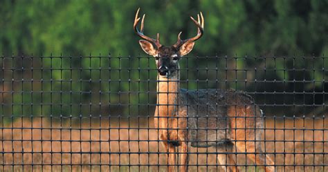 Deer Fence Installation South Jersey | Deer Fencing Company Burlington County