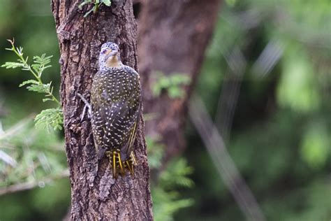 Nubian Woodpecker Holmen Birding Safaris