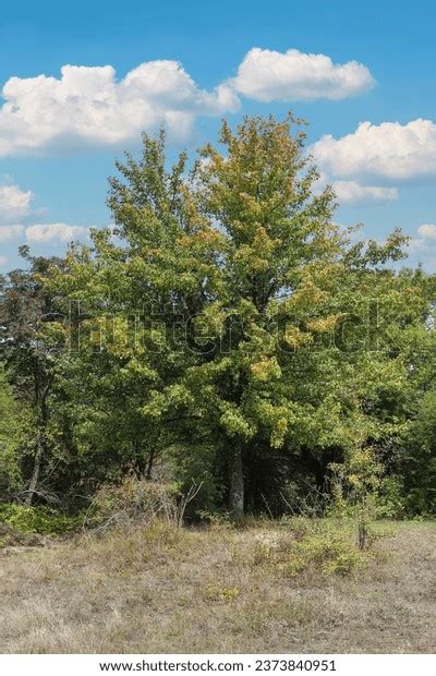 Pyrus Pyraster Pyrus Communis Subsp Pyraster Stock Photo