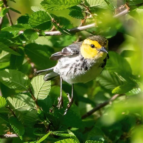 Golden Cheeked Warbler Every Singular Day — The Avian Rebbe