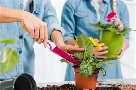 Ghidul Gr Dinarului Pentru Plantarea Bulbilor