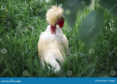 Bantam Naked Neck Silkie Chicken Stock Photo Image Of Feathers