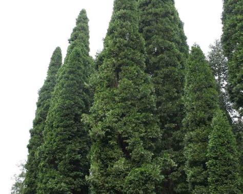 Libocedrus Decurrens Incense Cedar 5 Seeds Seeds Bulbs