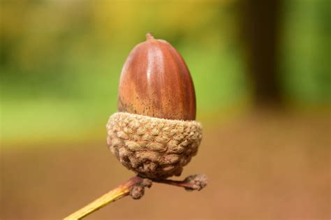 1,000+ Free Acorn & Nature Images - Pixabay