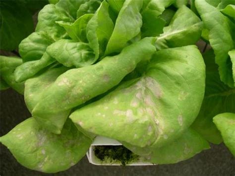 Disease Management In Organic Lettuce Production Eorganic