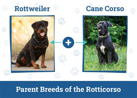 Rotticorso Cane Corso Rottweiler Mix Info Pictures And Care Guide