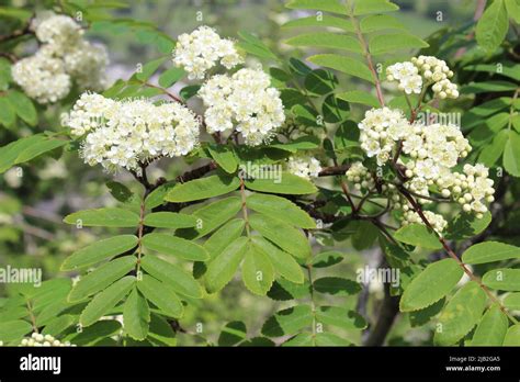 Rowan A K A Mountain Ash Sorbus Aucuparia In Flower Stock Photo