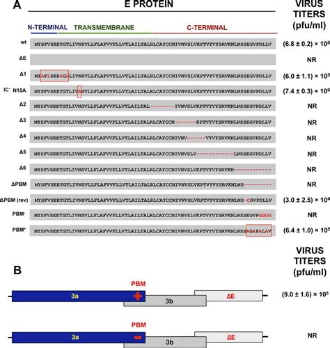 Mapping Of The E Protein Domain Required For The Replacement Of The 3a Download Scientific