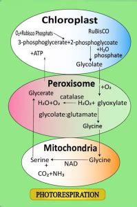 Photorespiration occurs in - CBSE Class Notes Online - Classnotes123