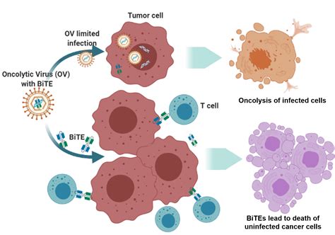 Biomedicines Free Full Text Bi And Tri Specific T Cell Engager