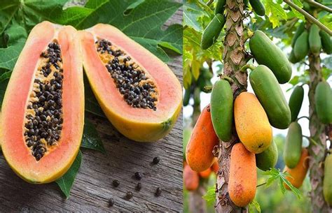 Cómo sembrar y cultivar Papaya de manera orgánica Eco Jardín Mágico