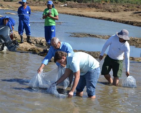 Dia Do Meio Ambiente Codevasf Realiza Peixamento De Alevinos Em