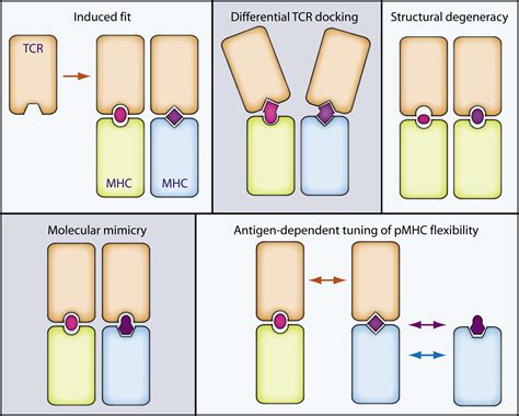 The Multiple Mechanisms Of T Cell Receptor Cross Reactivity Immunity