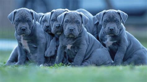 Cachorros Y Bebes De Perro Cane Corso Venta En Octubre Youtube