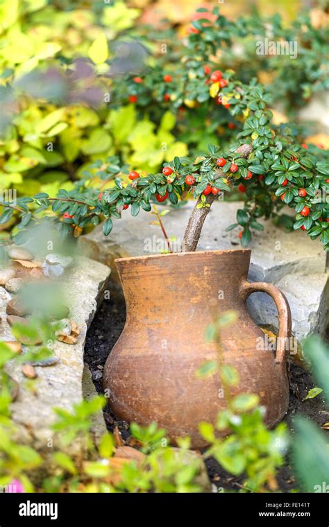 Crock Pot Flower Outside Background Stock Photo Alamy