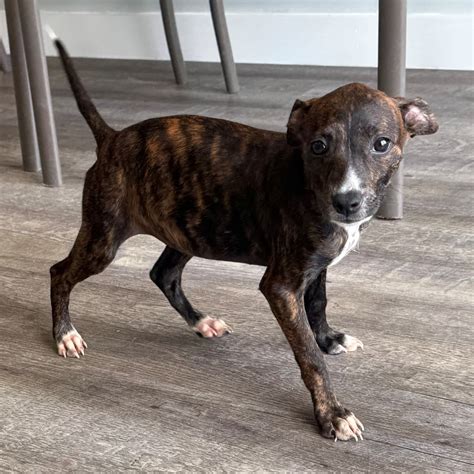 berkeley county sc animal shelter 7