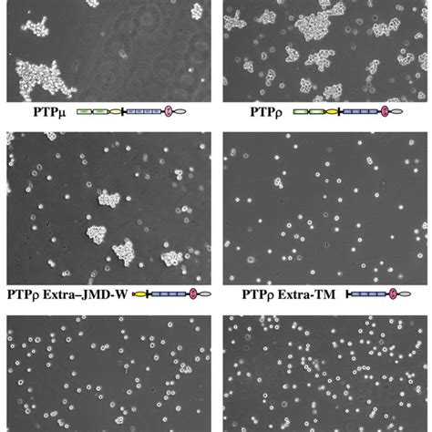 Quantification Of The Cell Cell Aggregation Assays The Percentage Of