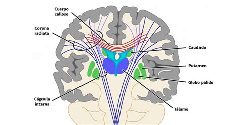 Putamen Estructura Funciones Y Trastornos Relacionados