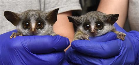 INFANT ANNOUNCEMENT: Meet Mopani and Damara, twin Mohol Bushbabies! - Duke Lemur Center