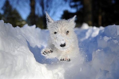 Hilarious And Heartwarming Photos Of Dogs In Snow