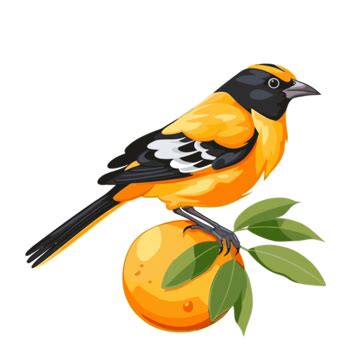 Oriole Clipart Bird Sitting On The Orange Fruit Cartoon Vector Oriole