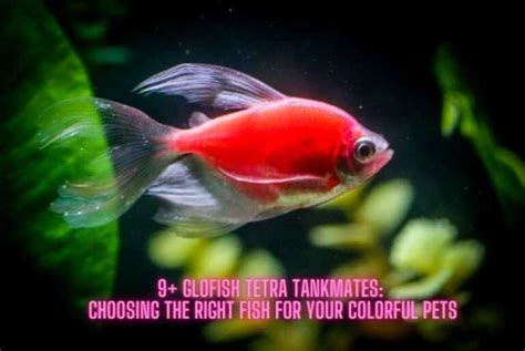 15 Compatible GloFish Tetra Tank Mates