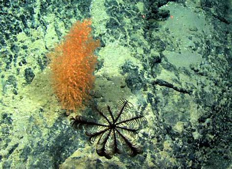 Noaa Ocean Explorer North Atlantic Stepping Stones