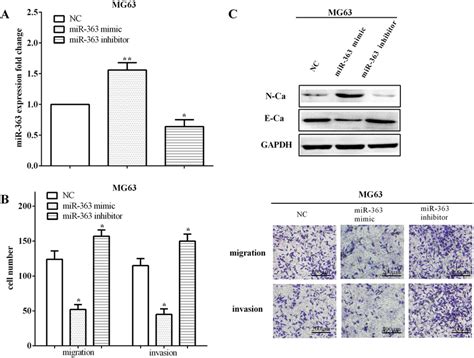 Mir Inhibited Migration Invasion And Emt Of Osteosarcoma Cells A