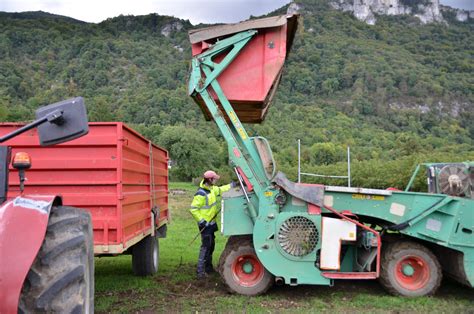 Isère La récolte de la noix de Grenoble a débuté