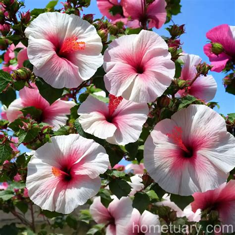 Rose Of Sharon Hibiscus Syriacus Minerva